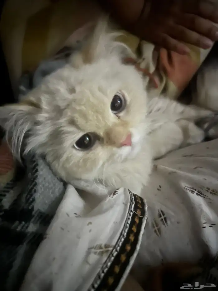 قطط هملايا 2