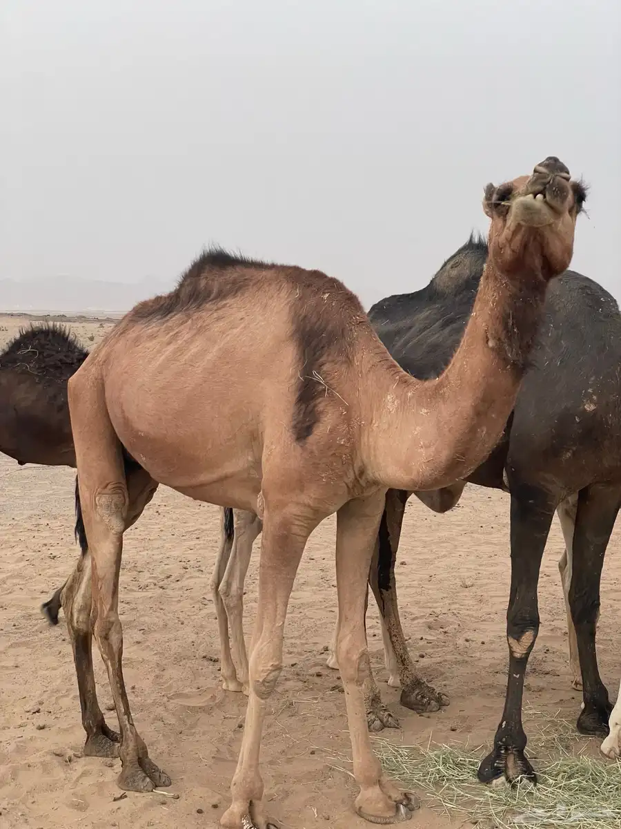 خلفه البيع معها قعود 4