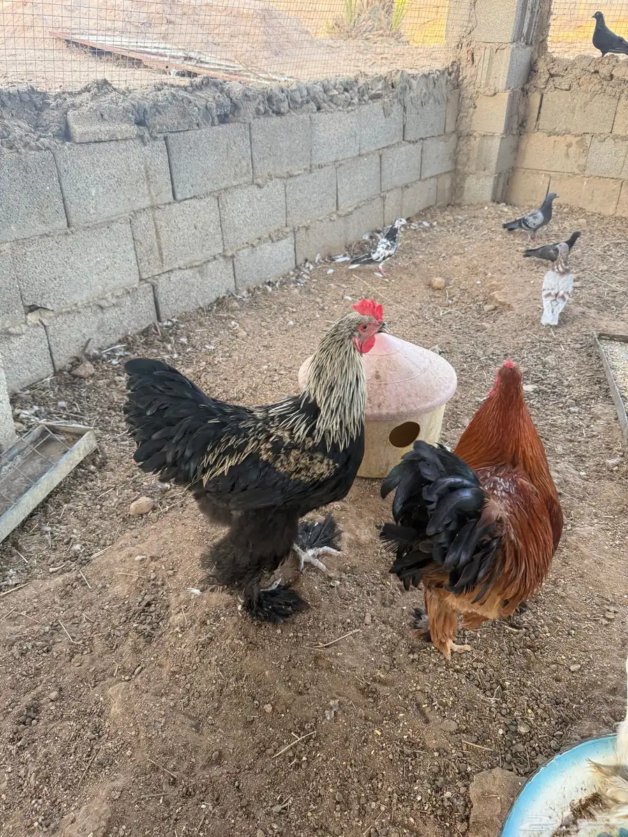 ديوك و دجاج براهما 4