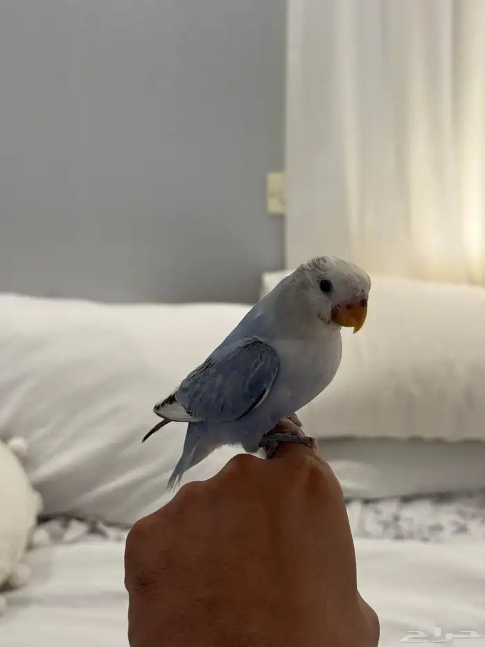 فرخ روز مفطوم عمر شهرين هدد اليف (تم البيع) 2