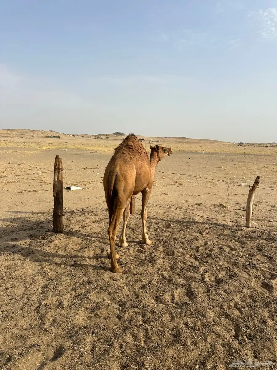 بكره للبيع 1