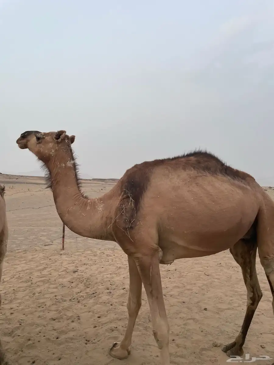 خلفه البيع معها قعود 5