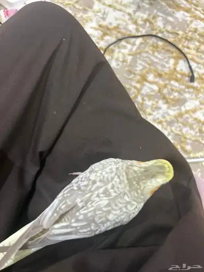 كروان لاتينو نظيف ولعوب وهادي 2