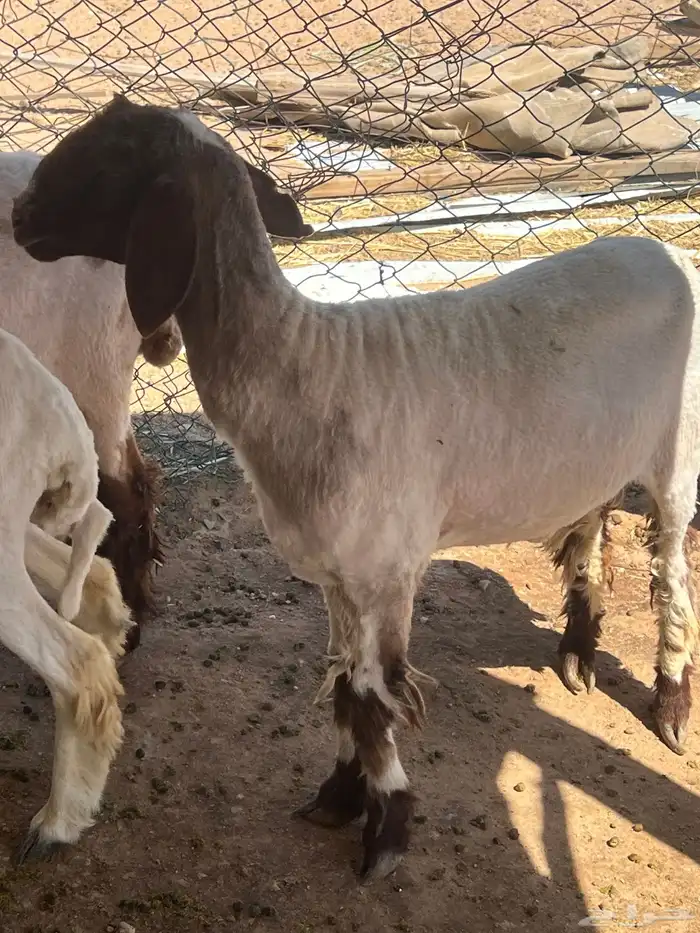 جذعه نعيميه 1