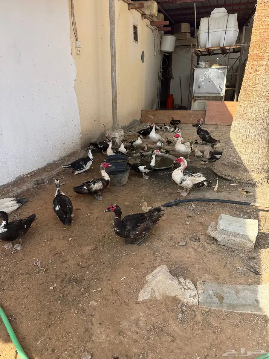 عروض بط مسكوفي الخرج كبار الحبة( 40 ريال) عندي 200 حبة حياك 5