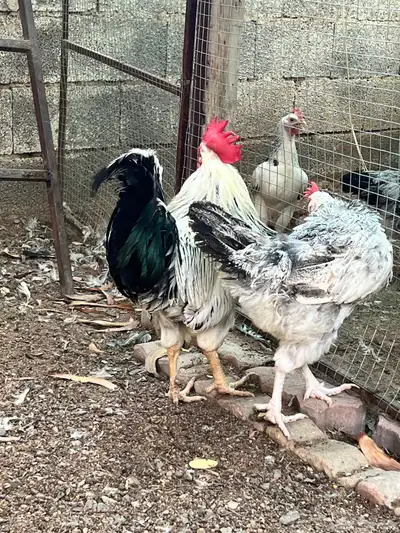 دجاج فرنسي سوبر جانبوا 3