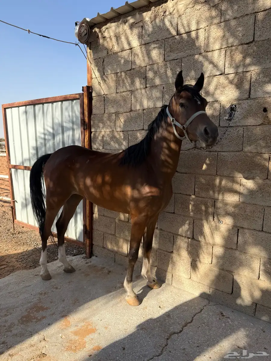 مهره 4