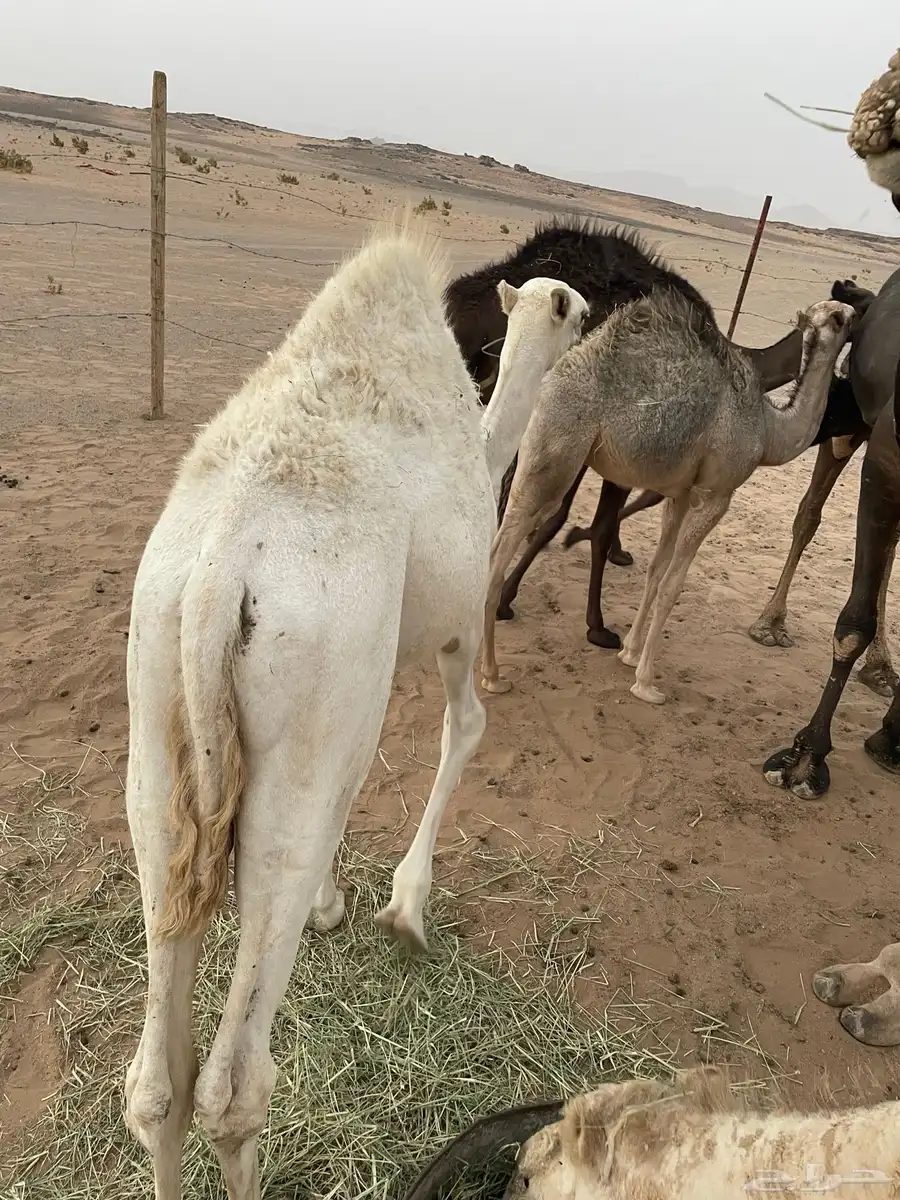 خلفه البيع معها قعود 6