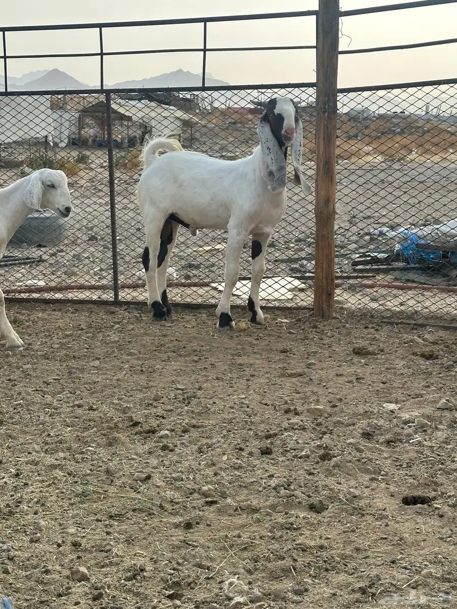 تيس 2