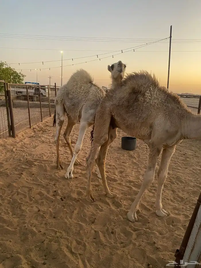 حيران طيبه 0