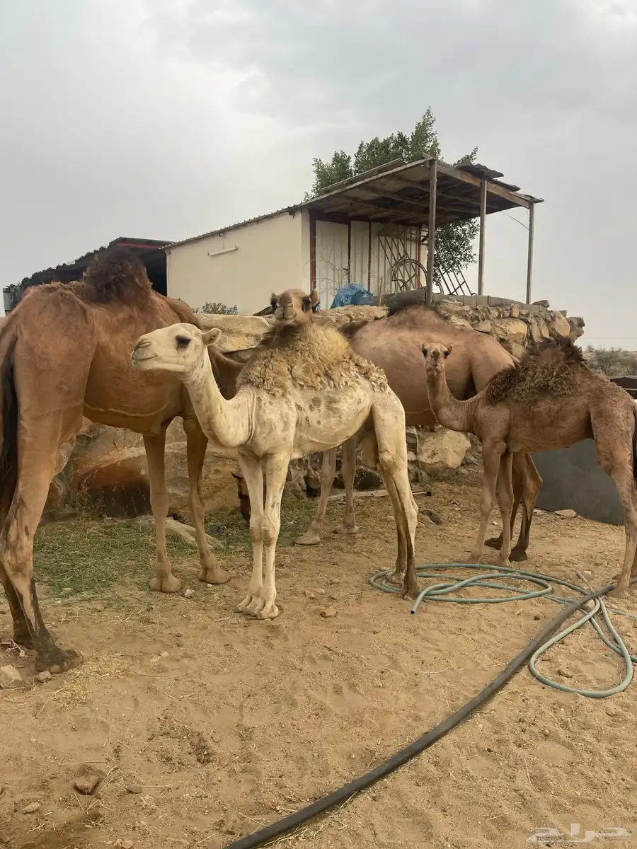 حشوان لباني 2