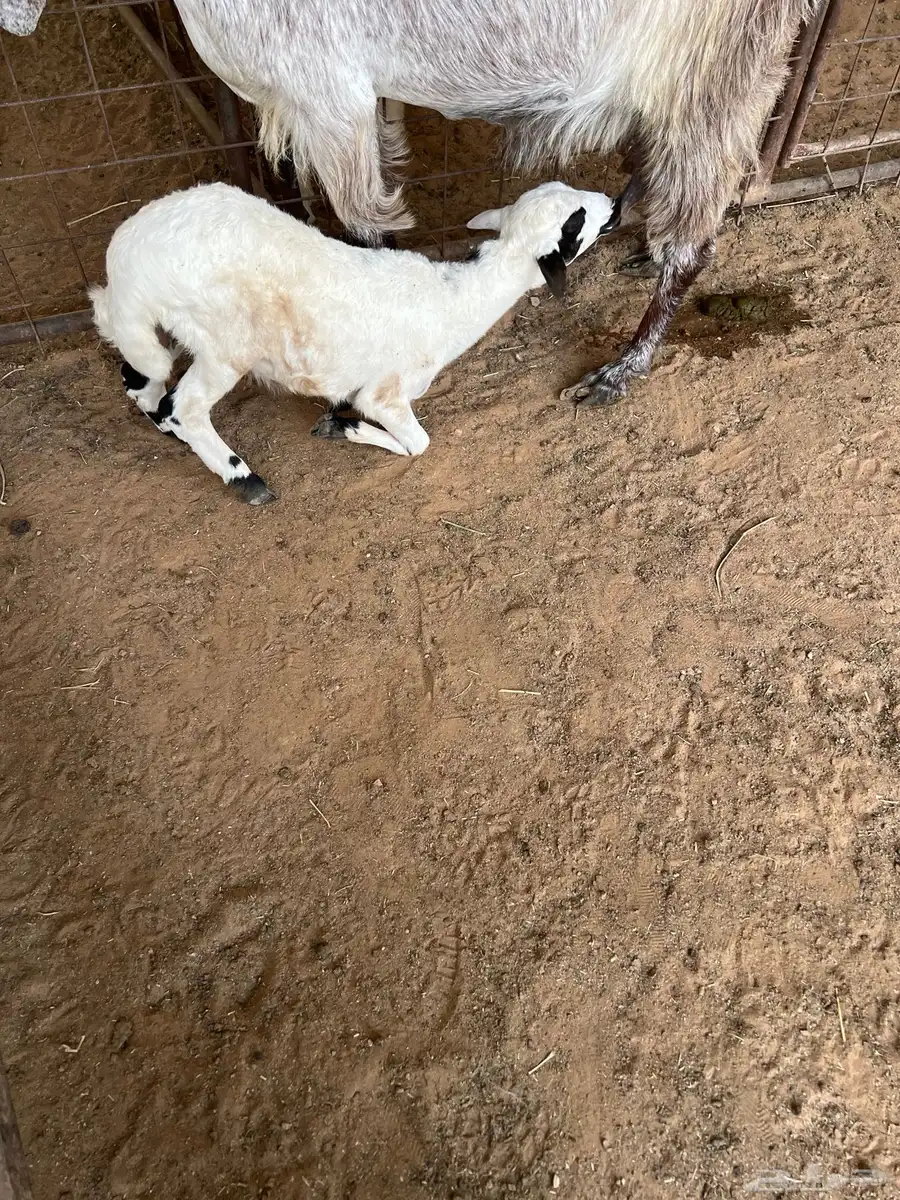 رخل مهجنه 0