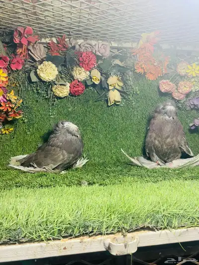 للبيع طبه بخاره 3