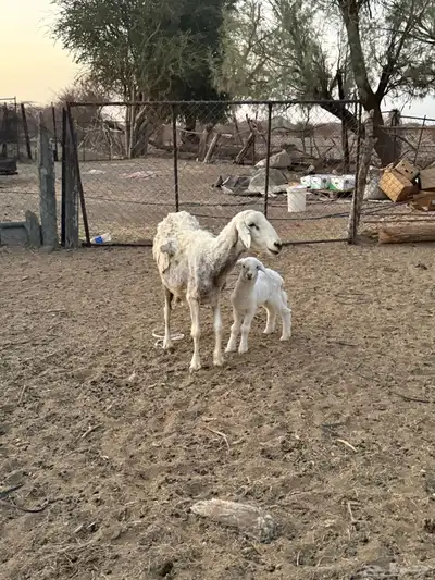 للبيع نعجه تحتها رخل 9