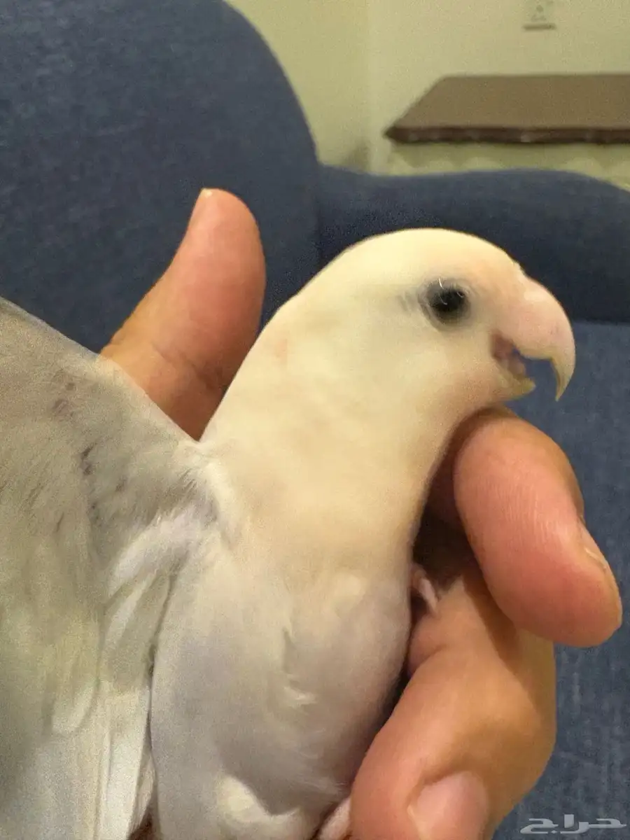 للبيع طيور البينو 3