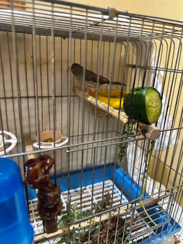 قري طايفي ذكر 0