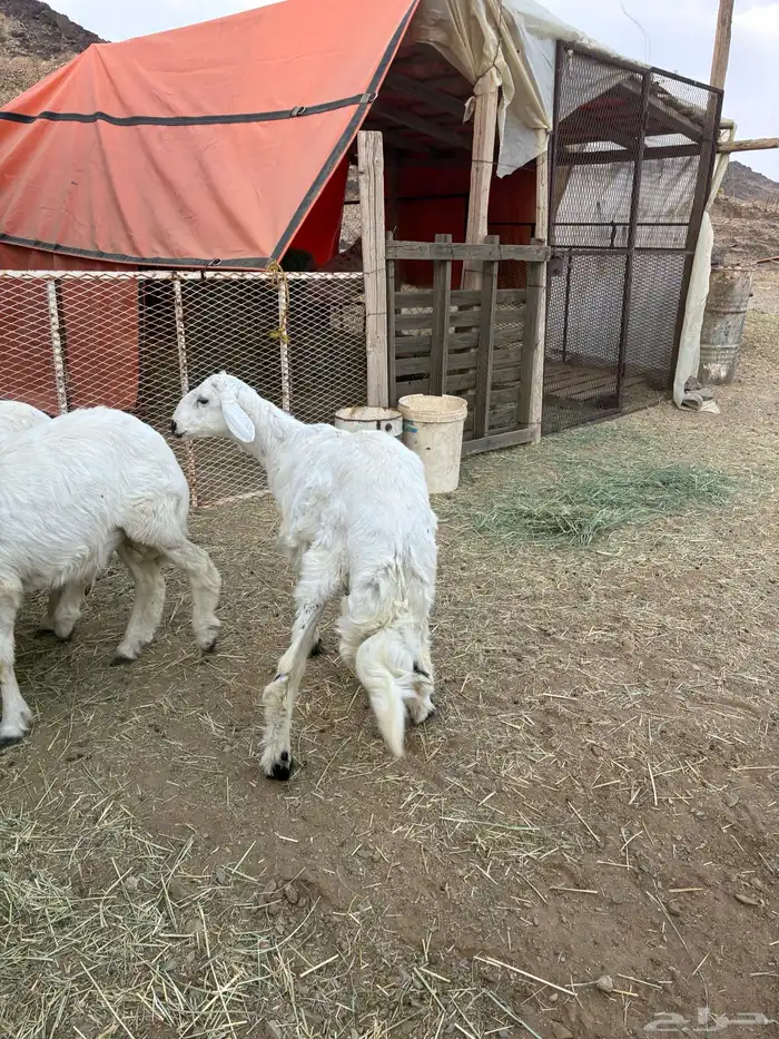 طليان للبيع 0