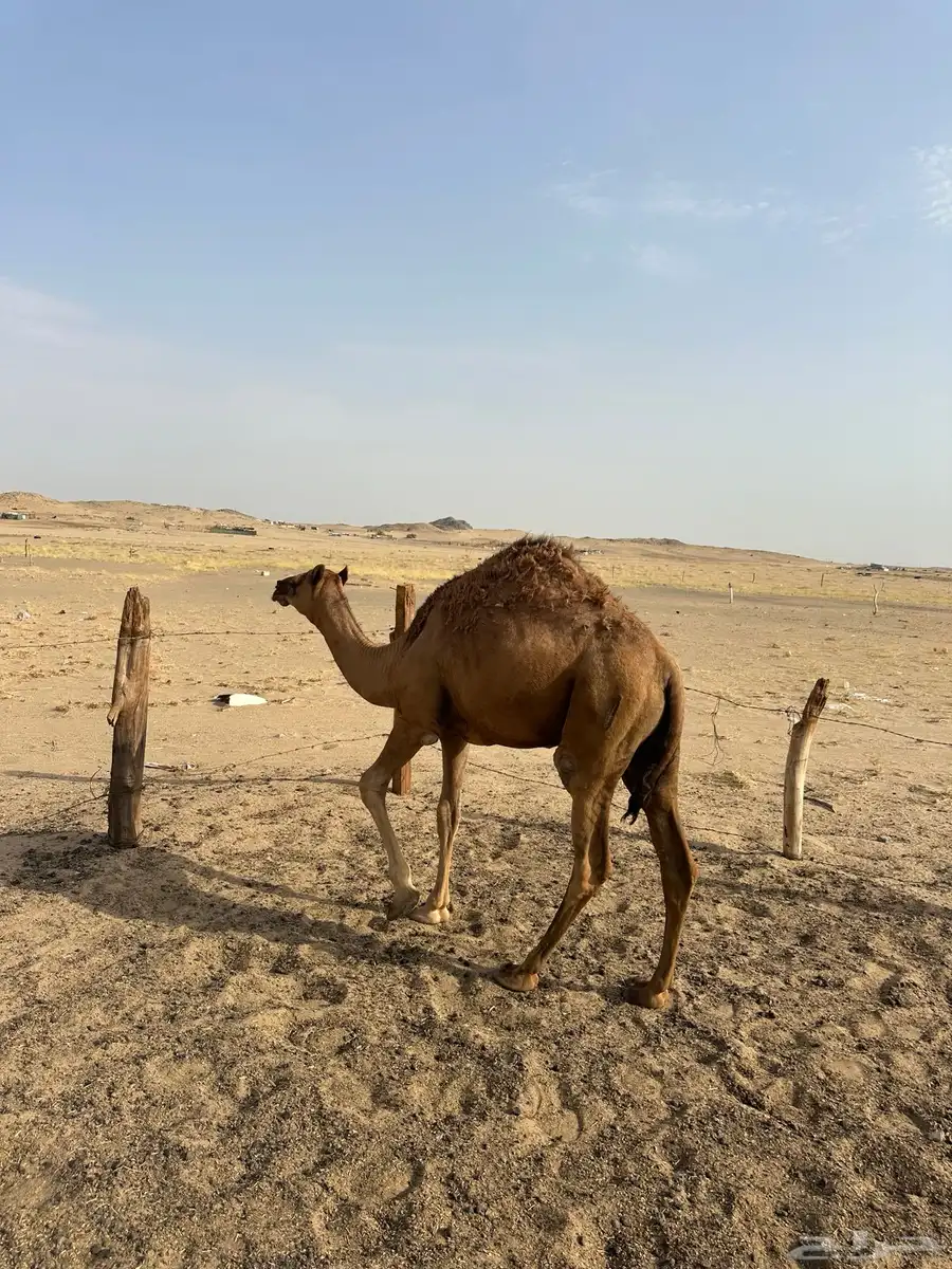 بكره للبيع 3