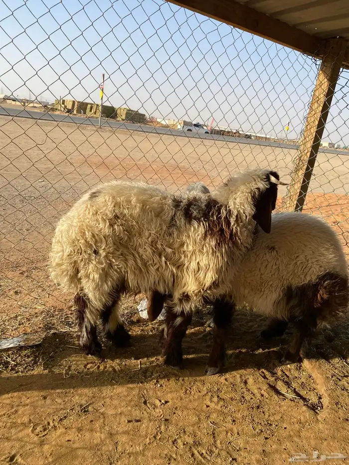 ذبايح للبيع نعيم وحريات وتيوس شي فاخر 1