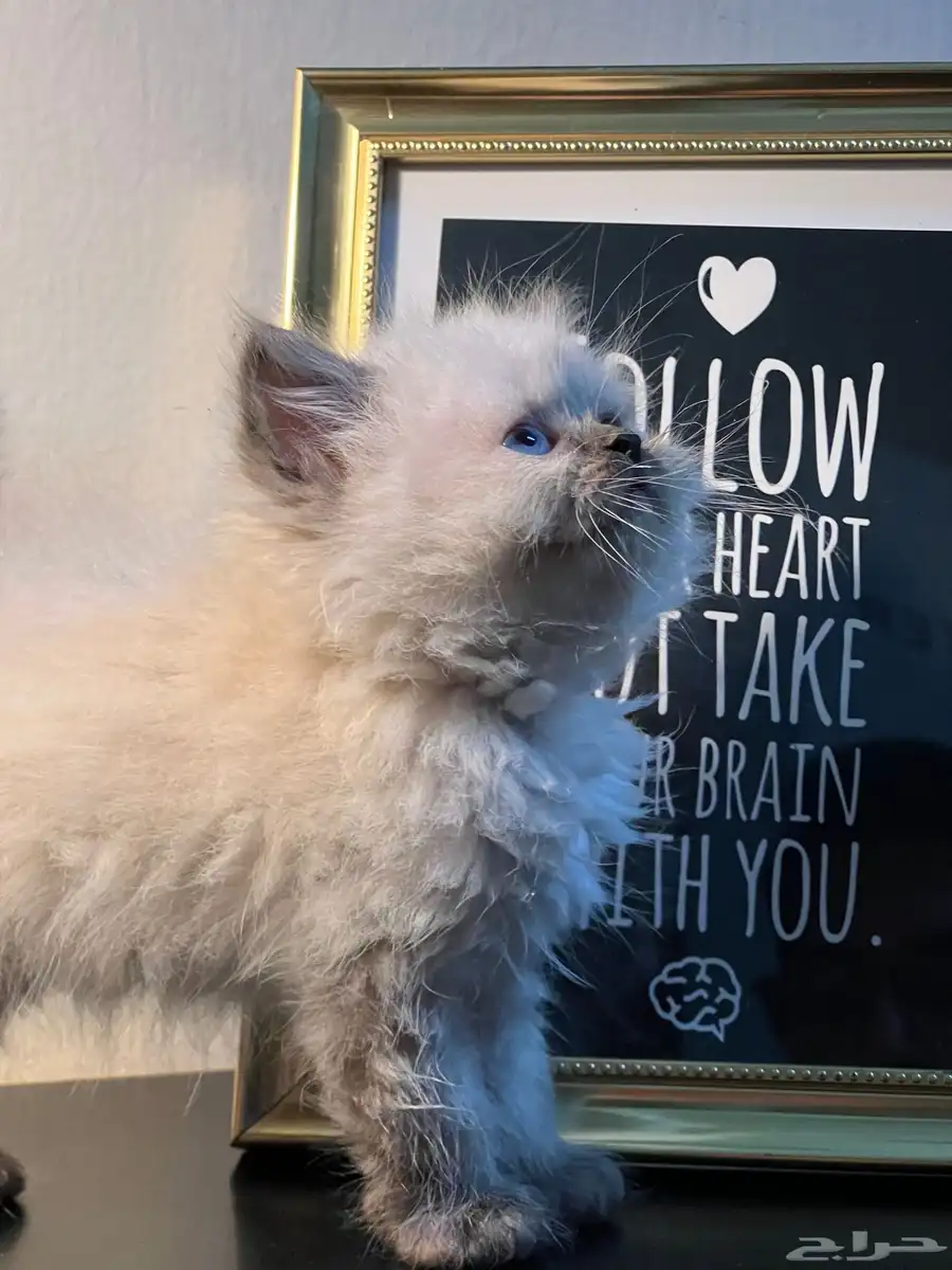Himalyan Blue Point Kitten 3