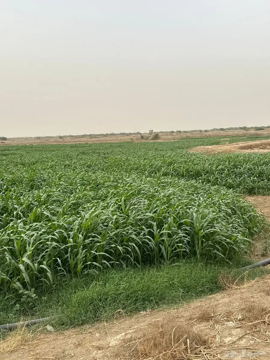 قصب اخضر للبيع 0