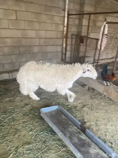 غنم 1