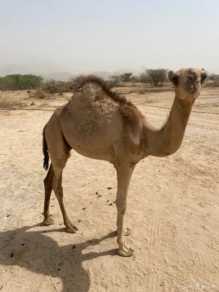 حاشي للبيع 0