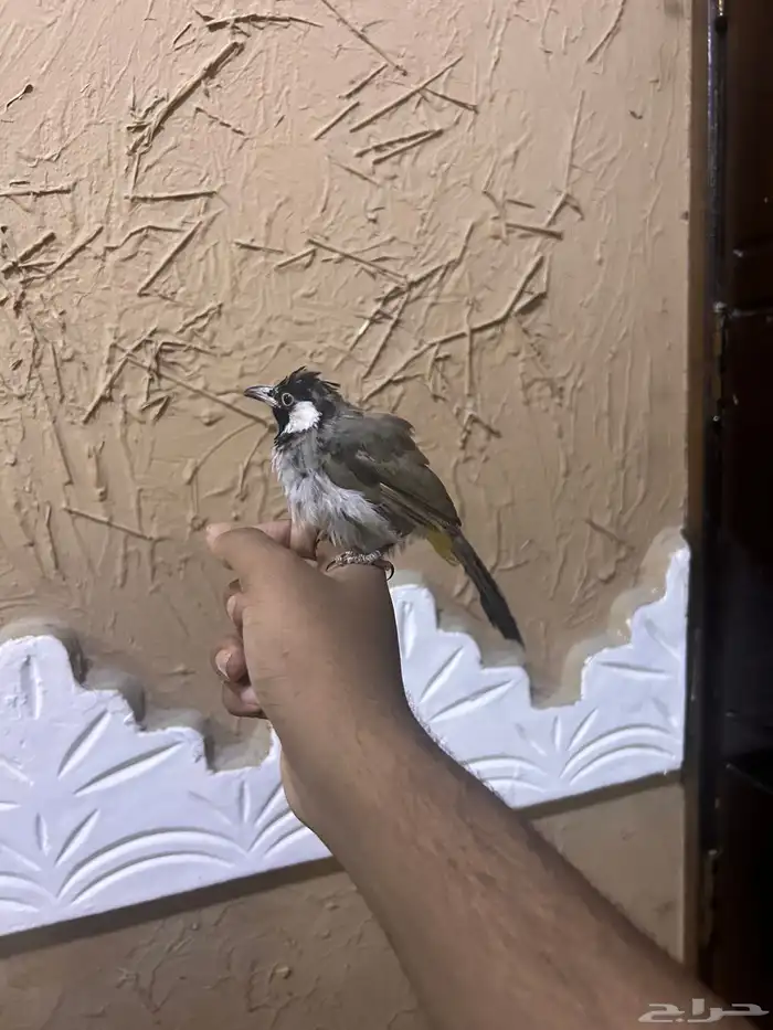 بلبول حساوي 1