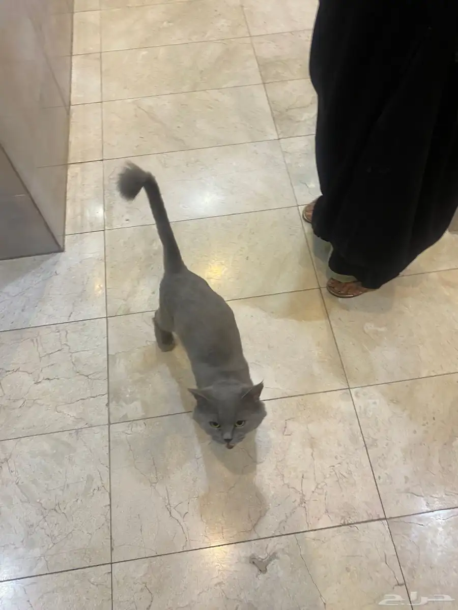 قط سكوتش شيرازي للتبني 1