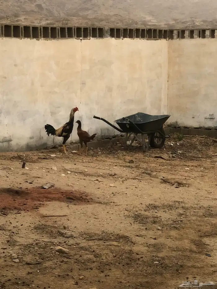 انوع دجاج ذكر ونثى 0