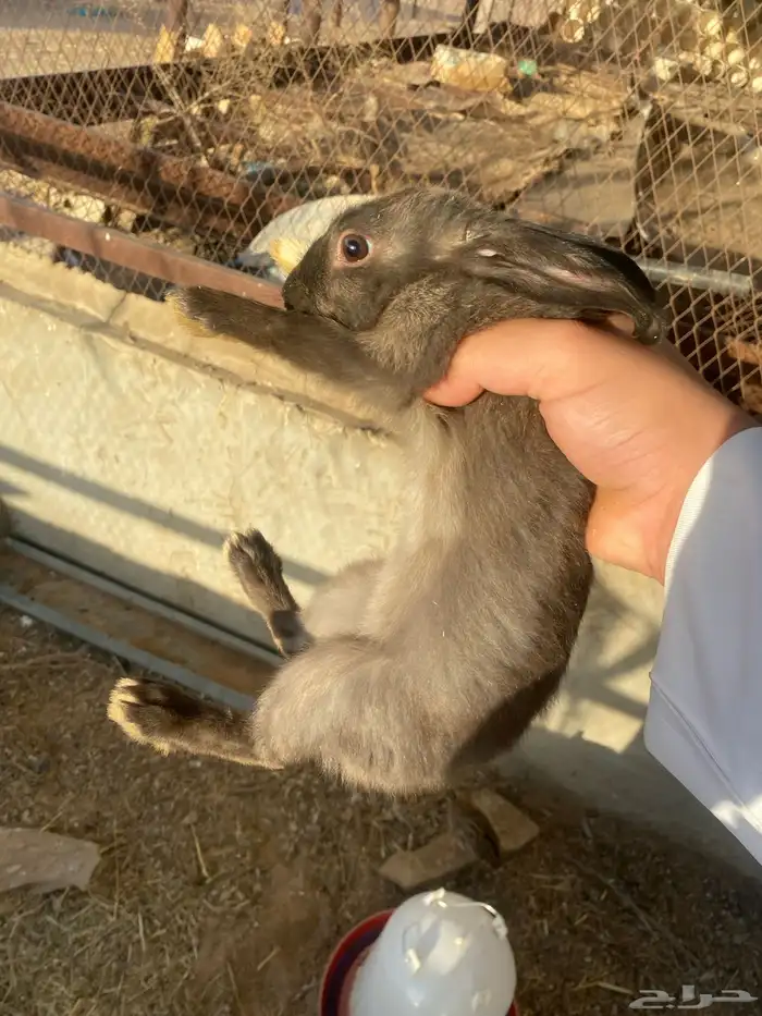 ارانب للبيع 25  الحبه اقبل بدل ب حمام 2