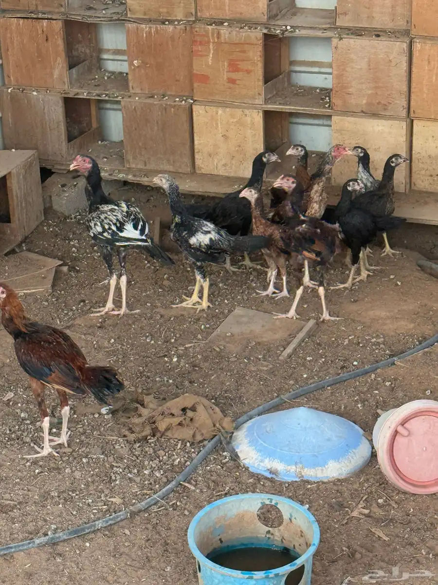 دجاج فارسي بين بشاير وامهات 7
