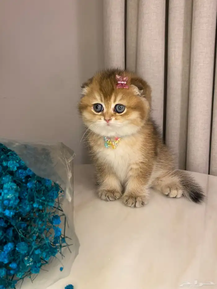 قطط للبيع سكوتش 2