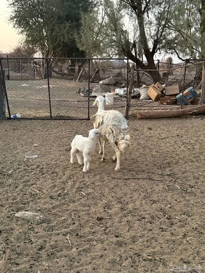 للبيع نعجه تحتها رخل 8