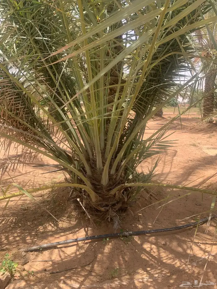 ونان مجدول صقعي 4