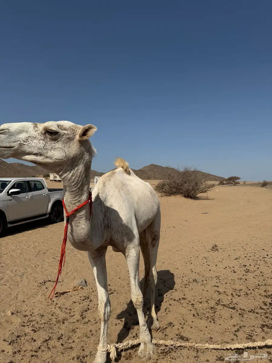 قعود ركبي للبيع 0