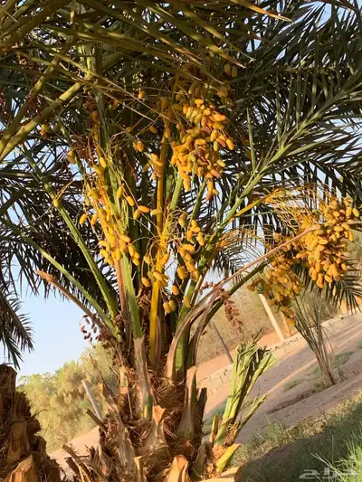 ونان مجدول صقعي 7