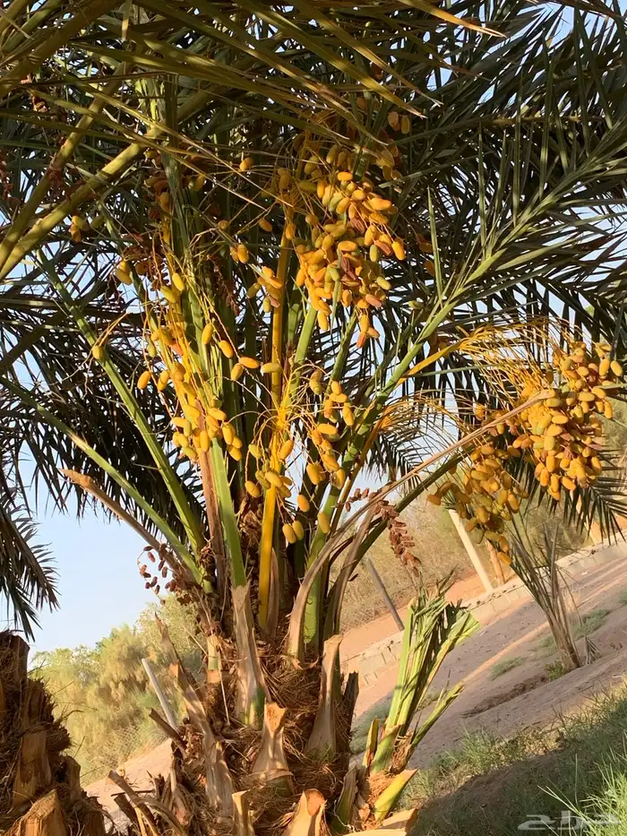 ونان مجدول صقعي 7
