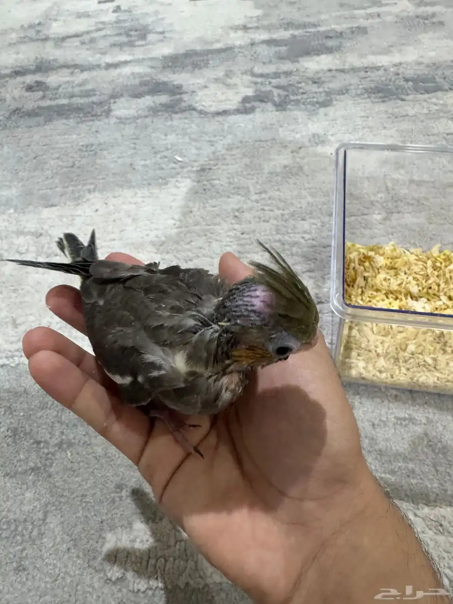 فرخ كروان للبيع 4