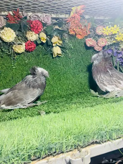 للبيع طبه بخاره 7