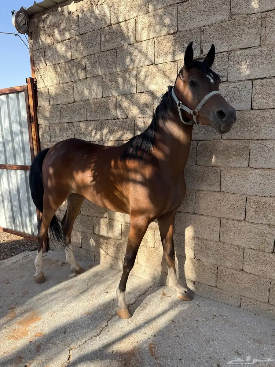 مهره 7