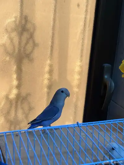 للبيع روز 1