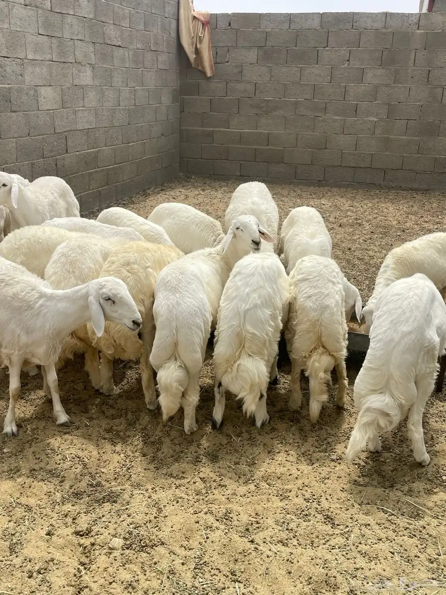 خرفان جبرات وصنف سمان فل شحم العدد 15 4