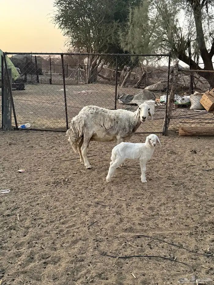 للبيع نعجه تحتها رخل 2
