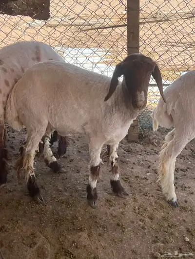 جذعه نعيميه 0