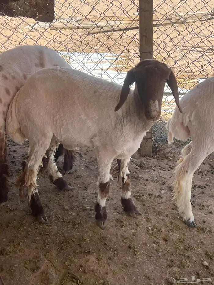 جذعه نعيميه 0