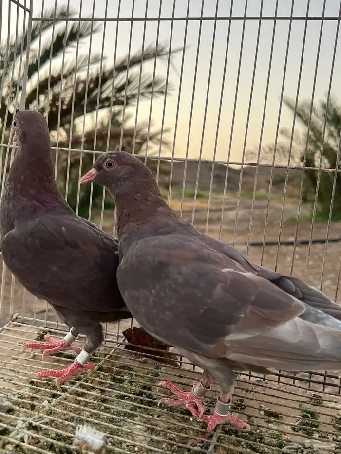 للبيع حمام قطيفي 0