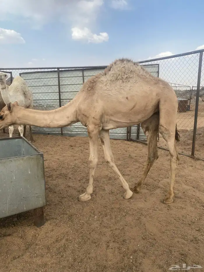 بكرة على الحليب كفوا للبيع 0