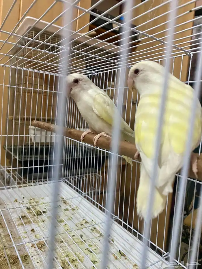 زوج روز اينو 2