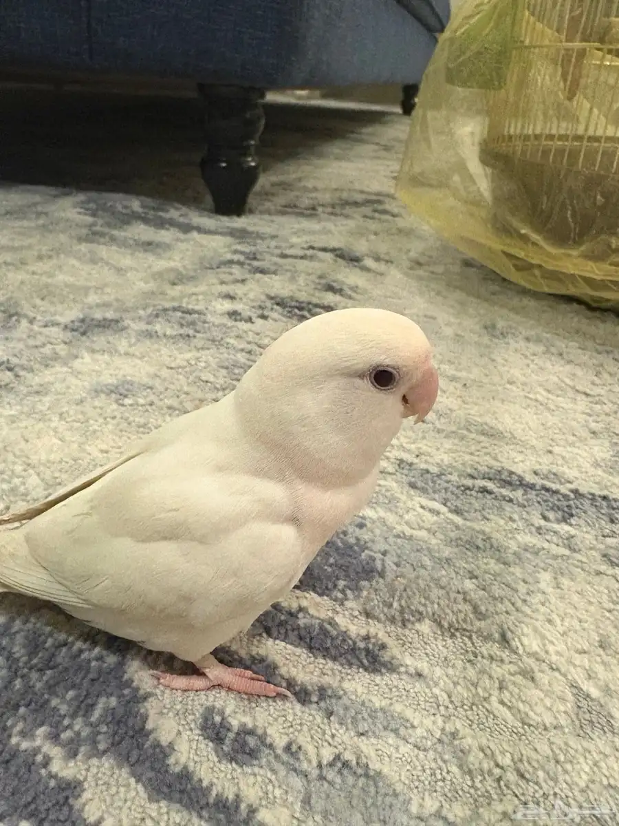 للبيع طيور البينو 4